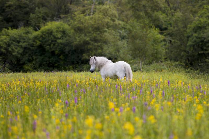 Сегодня, в воскресенье 21 июля 2024 года, православные в России отмечают церковный праздник появления Казанской иконы Божьей Матери, а также народный праздник Казанской летней, известный также как Прокопий Жнец.